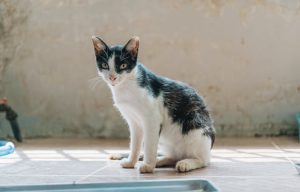Kedi Sahiplenme, Bakım ve Beslenme Rehberi: AAFP Standartlarıyla Yeni Sahip İçin Detaylı Yol Haritası