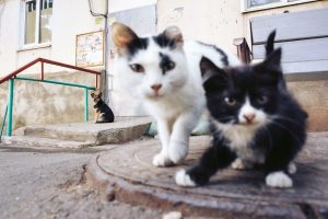 Evcil Hayvan Sahiplenmeden Önce Bilinmesi Gereken Her Şey: Evdekiler.com Tarafından Hazırlanmış Tam Rehber