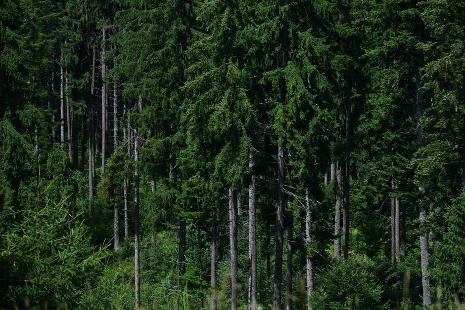 carbon credit forest