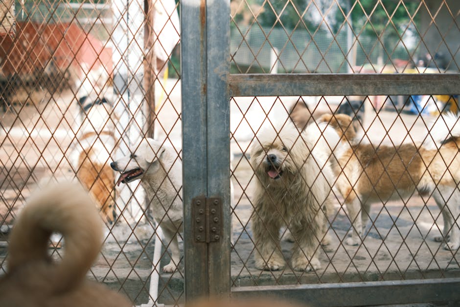 pet adoption shelter