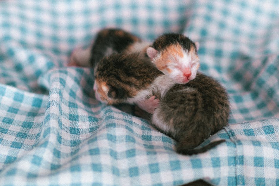 puppy kitten