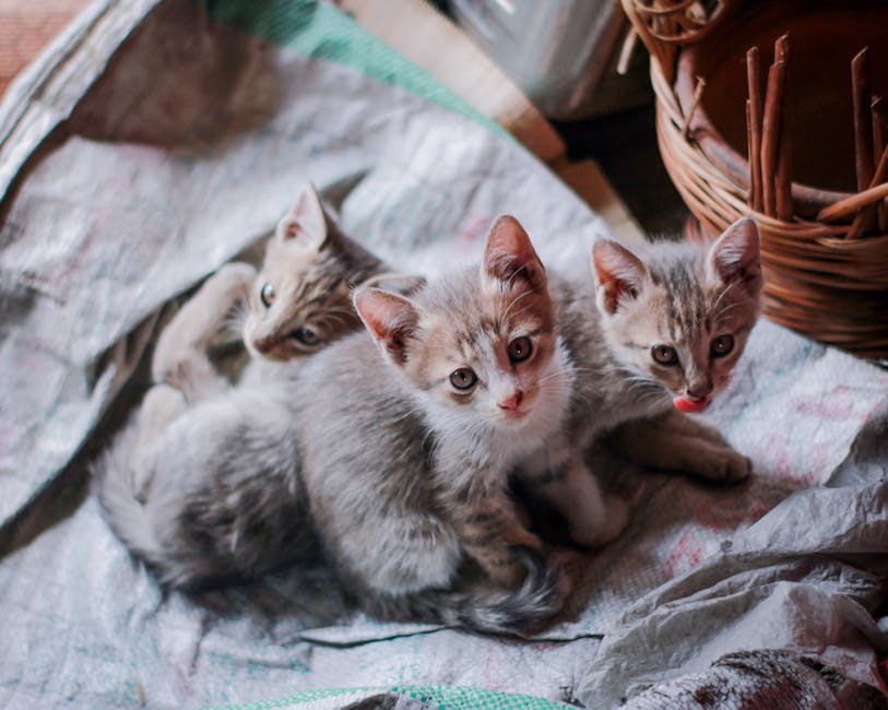 cat kitten cute