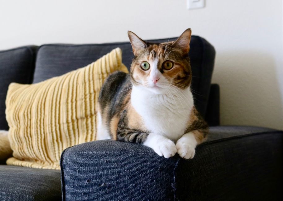 cat sitting
