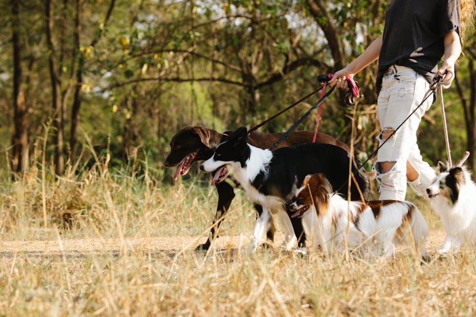 dog walking park