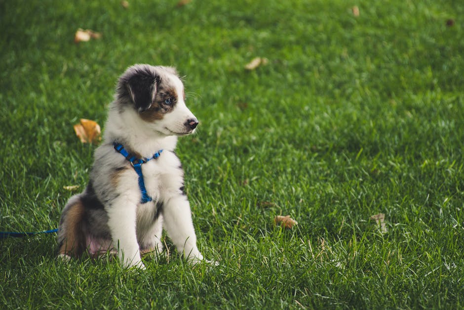 puppy training