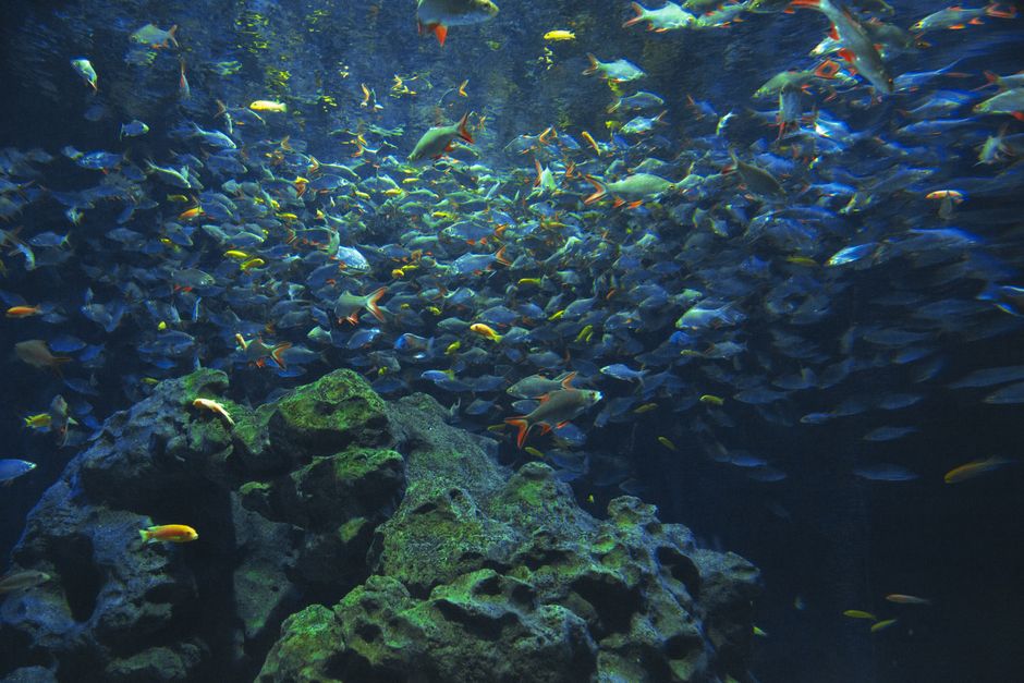 aquarium tropical fish