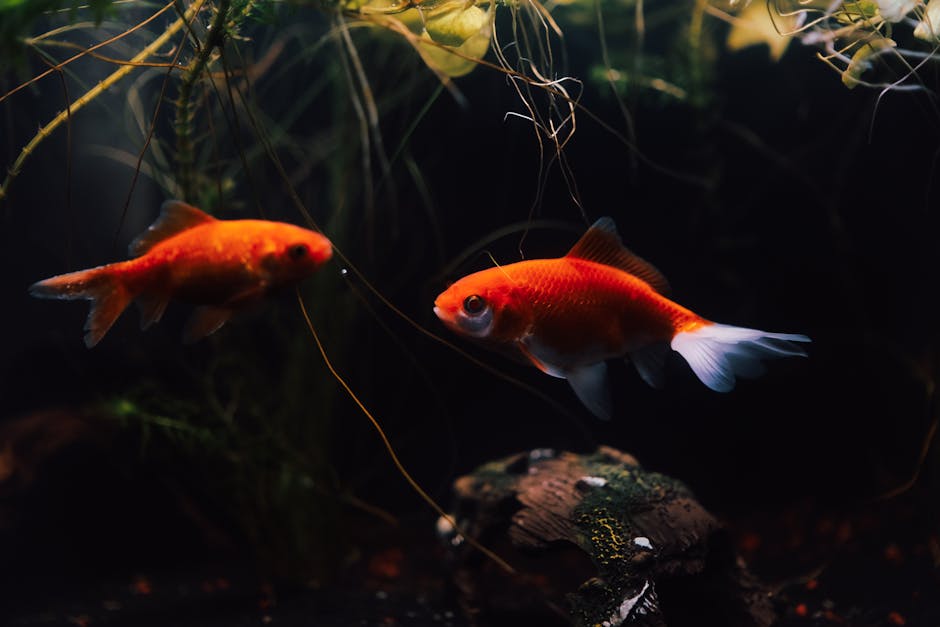 fish tank plants