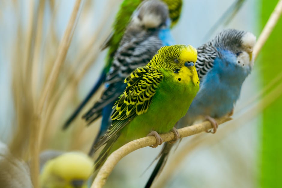 parakeet pet bird