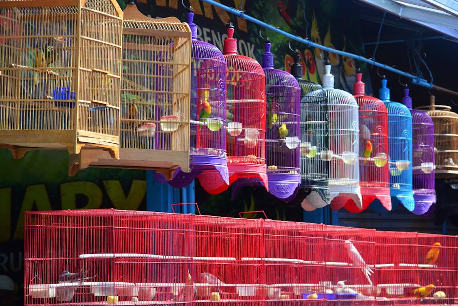 bird cage colorful